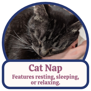 Cat Nap: Features resting, sleeping, or relaxing. Cat Nap: Features resting, sleeping, or relaxing.