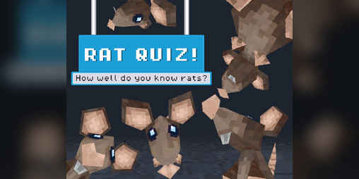 Cover image for Rat Quiz - How well do you know rats? - RatJam2026