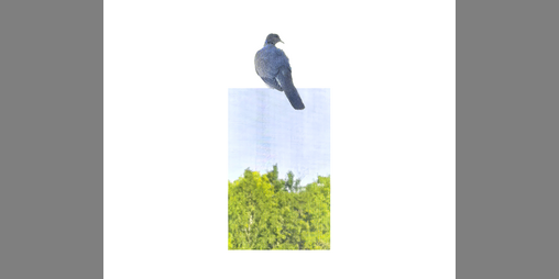 Cover image for leave as a bird
