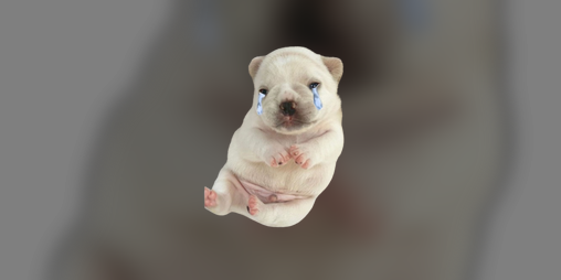 Cover image for HELP PIBBLE