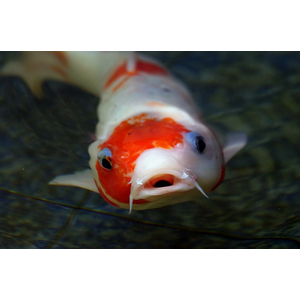 Cover image for Koi farm board game