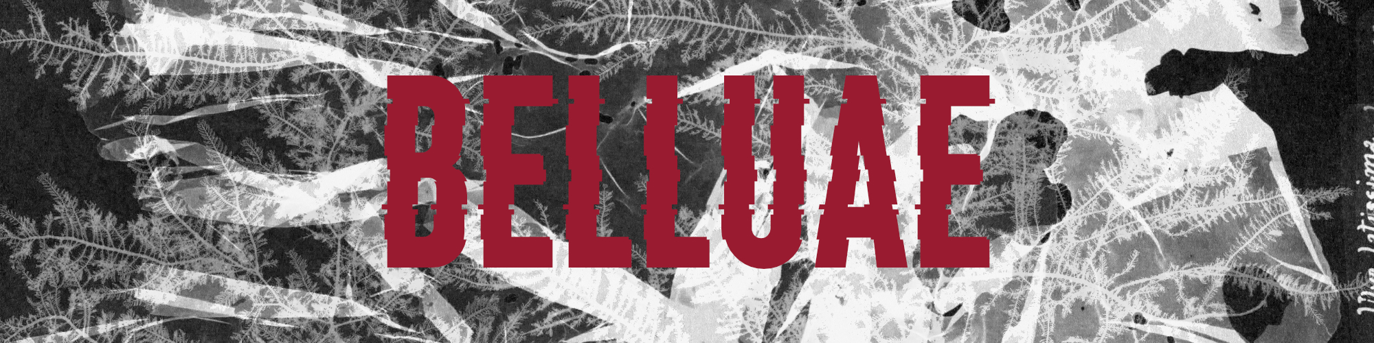 Belluae