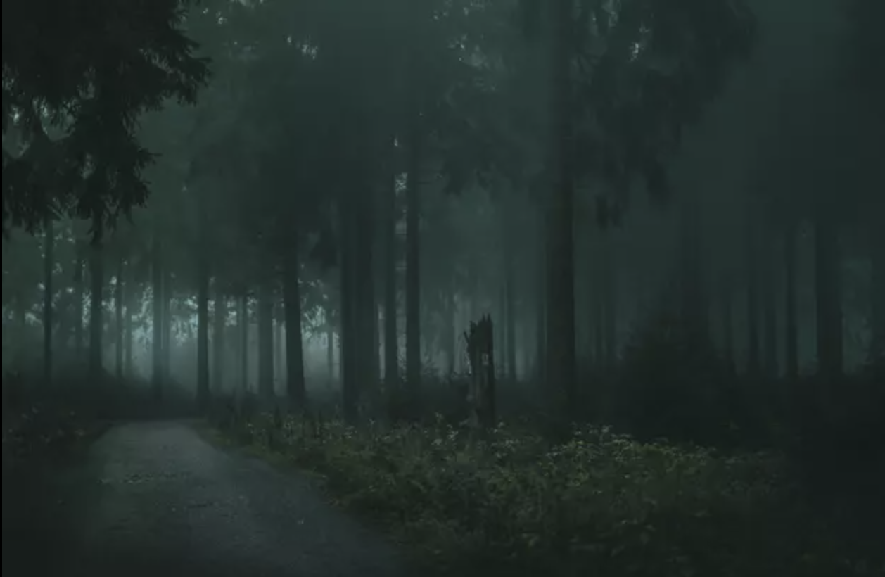 Into The Blackwoods