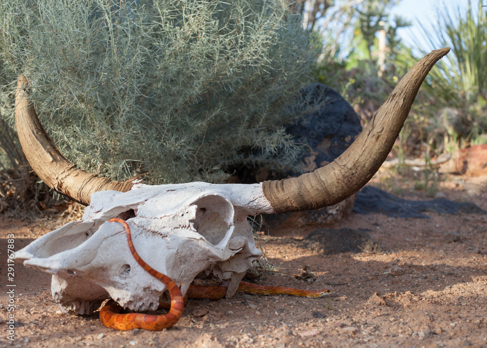 Piñata Lucha Contra el Desierto