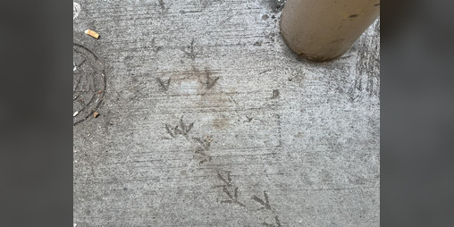 Cover image for sina waso