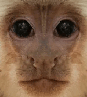 Shadow Taggers Monkey Taggers by shadow_1515.6