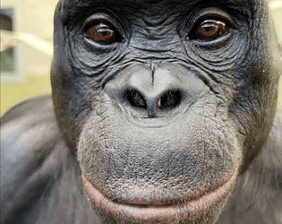 Awful Apes game screenshot