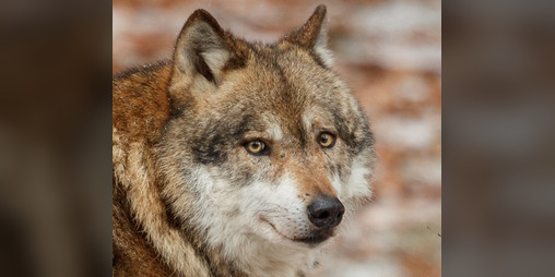 Cover image for Werewolf Hunter