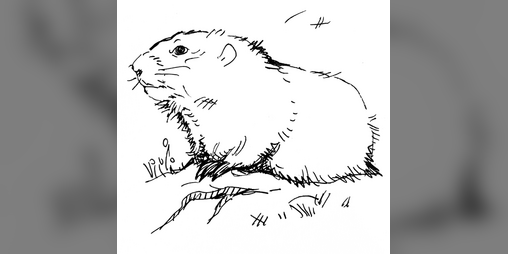 Cover image for Marmotte