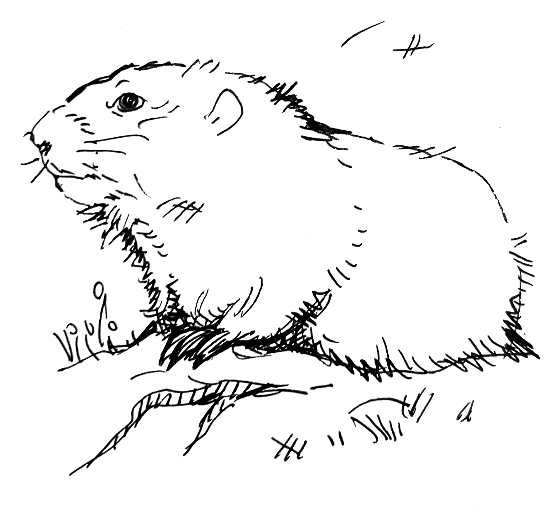 Cover image for Marmotte