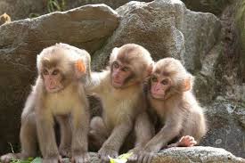 Mischievous Monkeys