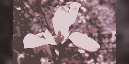 Cover image for Missing the Magnolias Again