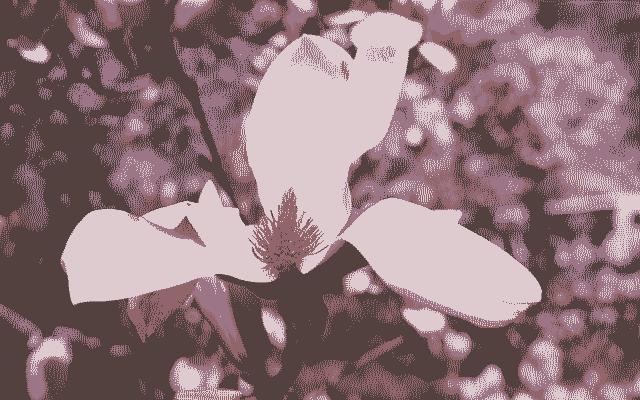 Cover image for Missing the Magnolias Again