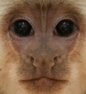 Chimp Runners