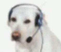 Not Flappy Bird (Dog)