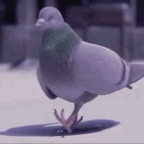 Cover image for A Pigeon Game