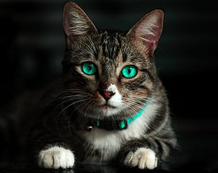 Cat Sitting
