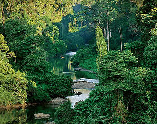 Rainforest Game