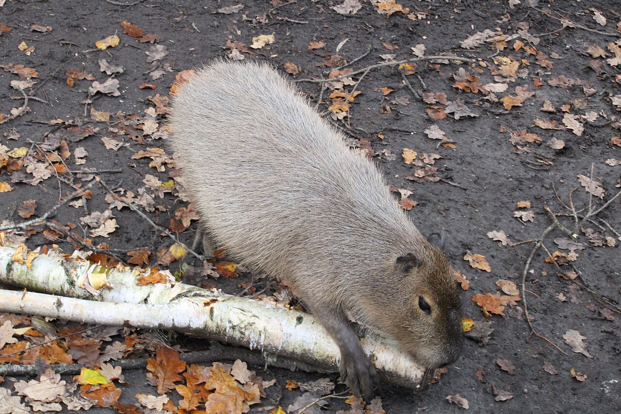 Capybara Garden Privated Edition
