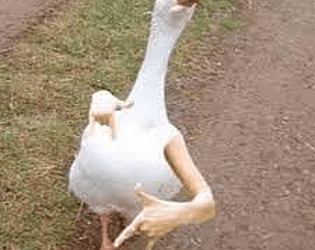 Duck Clicker
