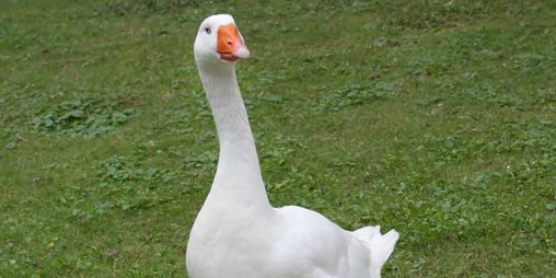 Cover image for Untitled Goose Game: The Story: The Game
