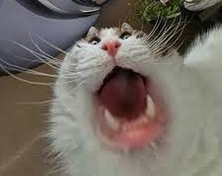 goofy cat petting game game screenshot