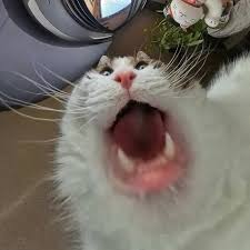 goofy cat petting game