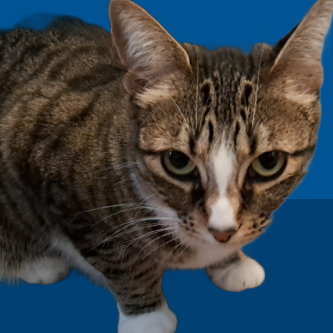 Pet Lilly cover