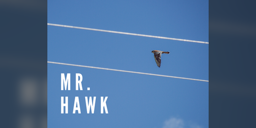 Cover image for MR. HAWK