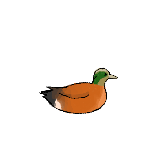 Wigeon Adventure
