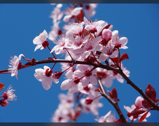 Hanami on Mikokoro