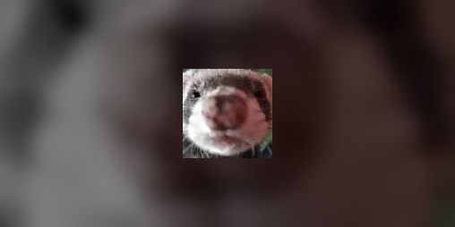 Cover image for FERRET SIMULATOR 2019