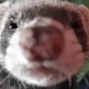 FERRET SIMULATOR 2019