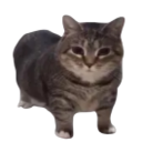 Dodge Walter