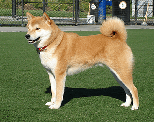 The Dog Adventure [Free] [Action]
