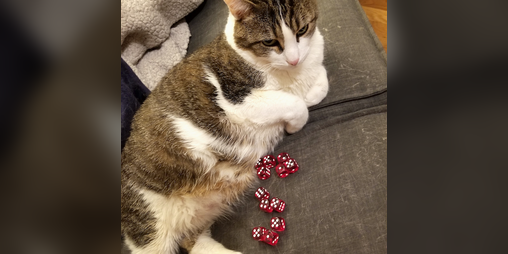 Cover image for Catjudication