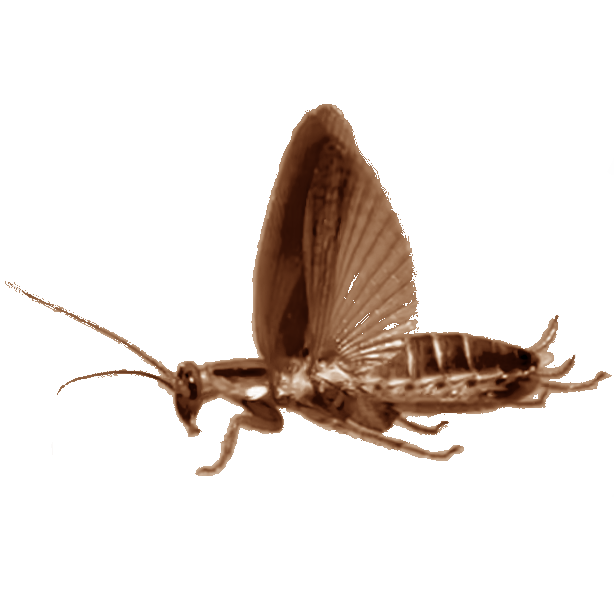 Oh My God There is a Giant Cockroach and It's Flying Around and Buzzing and Making a Horridly Disgusting Whirring Noise