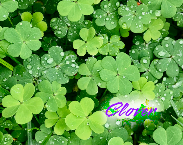 Cover image for Clover