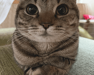 silly tag [Free]