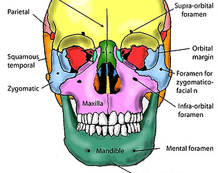 anatomyLabs
