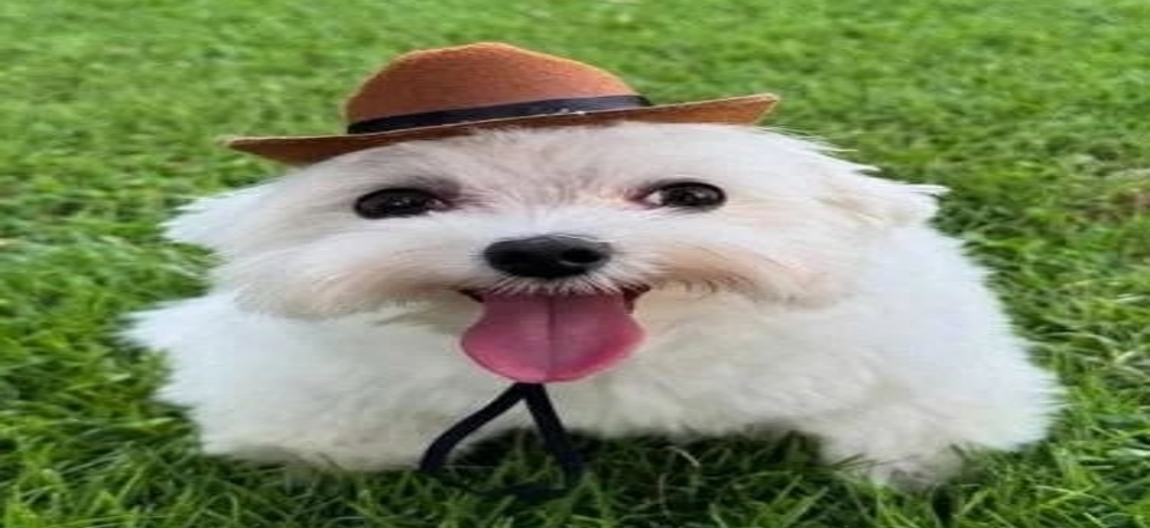 Dog Mania