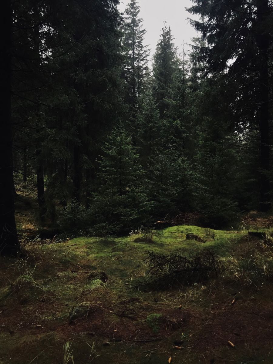 Cover image for Hunted