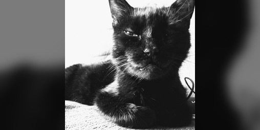 Cover image for The Royal Cat