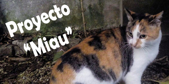 Proyecto Miau