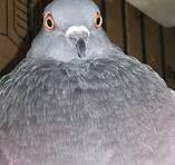 Cover image for Pigeon Chaos