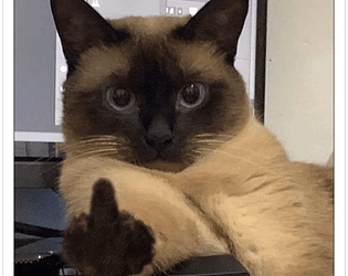 Pisi Cat 1.0 (Beta)