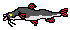 MS SHARK