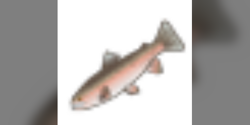 Cover image for trout