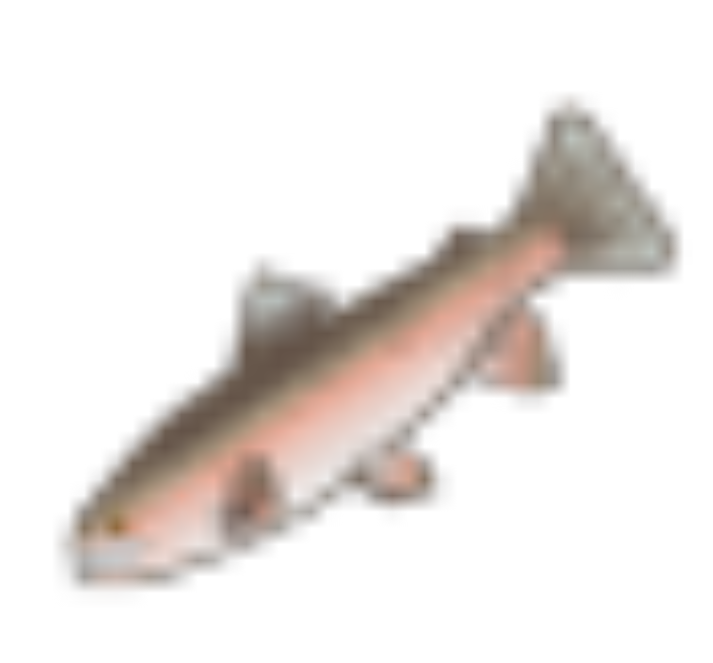 Cover image for trout
