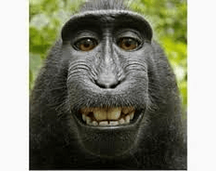 Chimp Isolation Horror game thumbnail
